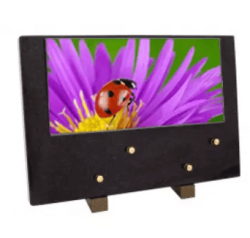 Plaque grand modele coccinelle