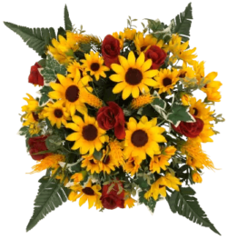coupe tournesol
