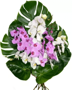 Gerbe fleurs deuil phalaenopsis