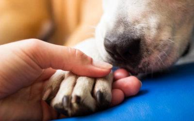 Dernier hommage à votre animal de compagnie : bénéficiez d’un accompagnement professionnel